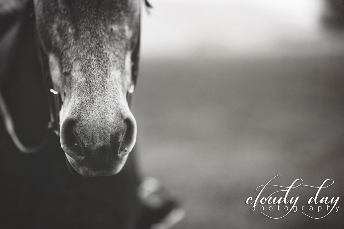 Horse Photography Medford Oregon
