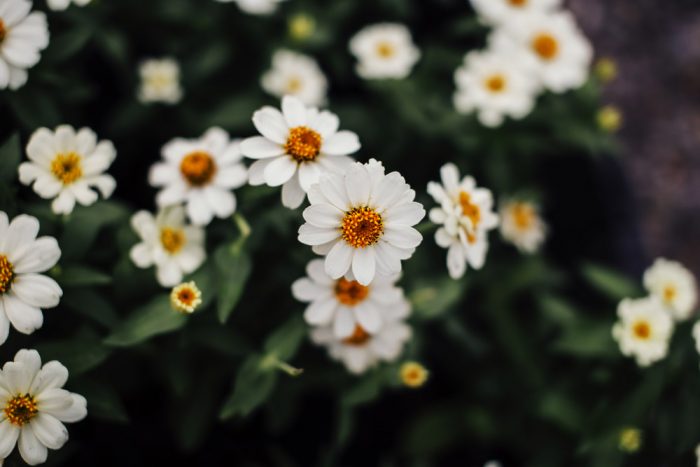 Blooming daisies at the wedding